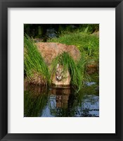 Cougar Fine Art Print