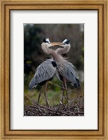 Great Blue Heron Fine Art Print