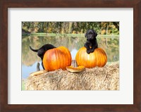 Lab Pups Fine Art Print