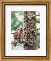 Mexican Spotted Owl Fine Art Print