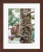 Mexican Spotted Owl Fine Art Print