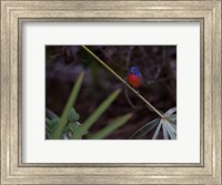 Painted Bunting Male Fine Art Print