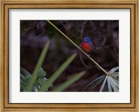 Painted Bunting Male Fine Art Print