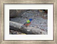 Painted Bunting Fine Art Print