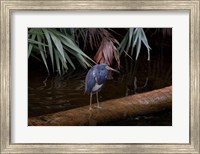 Tricolored Heron Fine Art Print