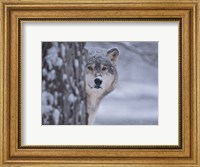 Wolf Watching Fine Art Print