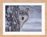 Wolf Watching Fine Art Print