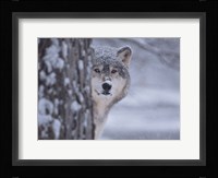 Wolf Watching Fine Art Print