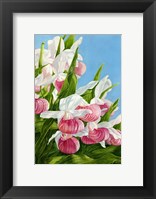 Pink Lady Slipper Flowers Fine Art Print