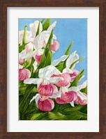 Pink Lady Slipper Flowers Fine Art Print