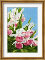 Pink Lady Slipper Flowers Fine Art Print