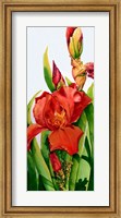 Red Iris Fine Art Print