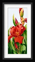 Red Iris Fine Art Print