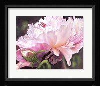 SumHom Fine Art Print