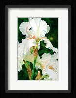 Summer Dream Fine Art Print