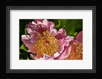 Summer Shadows Fine Art Print