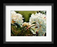 Winter White Peony Fine Art Print