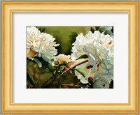 Winter White Peony Fine Art Print