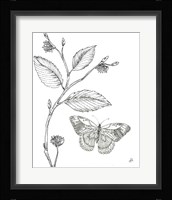 Outdoor Beauties Butterfly I Framed Print