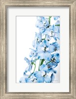 Freshly Picked Delphinium III Fine Art Print