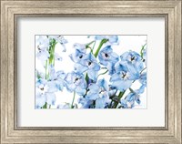 Freshly Picked Delphinium I Fine Art Print