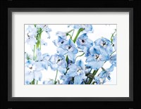 Freshly Picked Delphinium I Framed Print