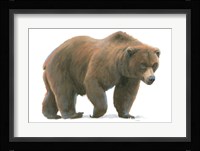 Northern Wild  I Framed Print
