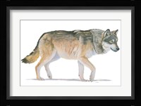 Northern Wild II Framed Print