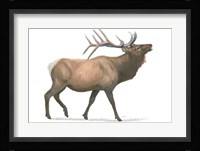 Northern Wild III Framed Print