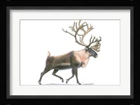 Northern Wild IV Framed Print