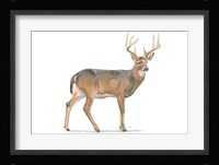 Northern Wild V Framed Print