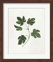 Botanical Study III Greenery Fine Art Print