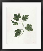 Botanical Study III Greenery Framed Print