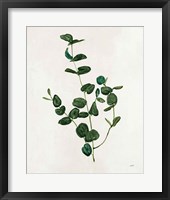 Botanical Study II Greenery Framed Print