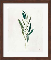 Botanical Study I Greenery Fine Art Print