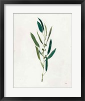 Botanical Study I Greenery Framed Print