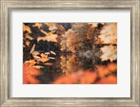 Autumn Reflections Fine Art Print