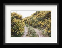 Scottish Highlands II Framed Print