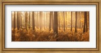 Wyre Forest Fine Art Print