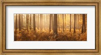 Wyre Forest Fine Art Print