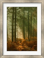 Wyre Forest 3 Fine Art Print