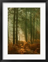 Wyre Forest 3 Fine Art Print