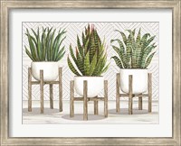 Succulent Trio on Stands Fine Art Print