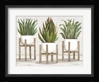 Succulent Trio on Stands Fine Art Print