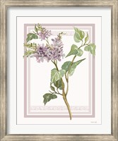 Lilacs V Fine Art Print