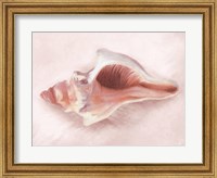 Conch Shell Blush II Fine Art Print