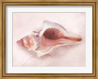 Conch Shell Blush II Fine Art Print