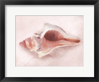 Conch Shell Blush II Framed Print