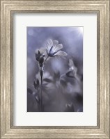 Blue & White Flowers I Fine Art Print