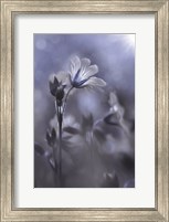 Blue & White Flowers I Fine Art Print